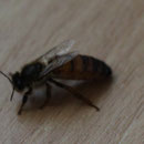 begattete Königin von 2013