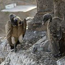 Geier in einem Nest in Indien