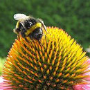 Echinacea mit Hummel