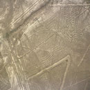 Nazca Spinne