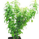 Stevia rebaudiana