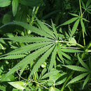 Eine Cannabispflanze