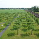 Gedenkstätte Eschede