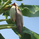 Die Bananenblüte, rot und schön