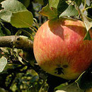 Apfel