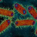 E. Coli mit Geißeln