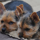 Sandy und Saddy