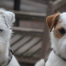 Dodo und Pepper schauen durch's Fenster was im Haus geschieht