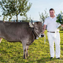 mit dem Rind Wayway