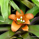Nidularium amazonicum