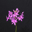 Epidendrum radicans