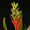 Aechmea nudicaulis