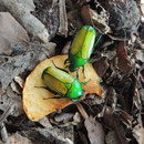 Chlorocala smaragdina