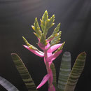 Baumkronenwelten: exotische Bromelien