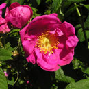 Rosa x francofurtana