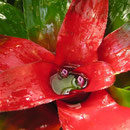 Neoregelia carolinae