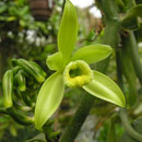 Vanilla planifolia