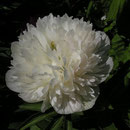 Paeonia officinalis ´Alba Plena´