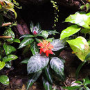 Aphelandra aurantiaca