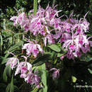 Cattleya maxima