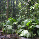 Regenwald auf der Antillen-Insel Guadeloupe