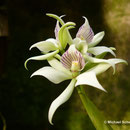 Encyclia fragrans