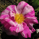 Rosa gallica ´Versicolor´