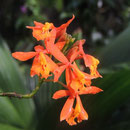 Epidendrum ibaguense