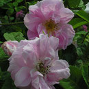 Rosa damascena `Rose de Quatre Saisons´