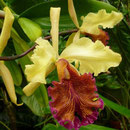 Cattleya dowiana var. aurea