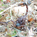 Skorpion mit Kinderschar