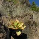 Einzigartige Pflanzenwelt auf La Palma (Kanarische Inseln): Aeonium nobile