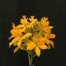 Epidendrum radicans