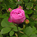 Rosa bourboniana ´Coup de Hebe´