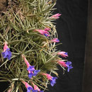 Tillandsia aeranthos