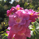 Rosa ´Rhapsody in Blue´