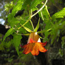 Kanaren-Glockenblume in den Lorbeerwäldern auf Gran Canaria