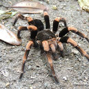 Vogelspinne (Megaphobema mesomelas) in Costa Rica