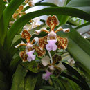 Vanda burgeffii x caerulea