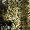 Tillandsia usneoides