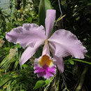 Cattleya gaskelliana