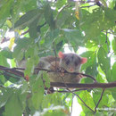 Wollopossum in Costa Rica