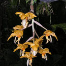 Stanhopea graveolens