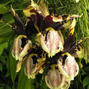 Stanhopea tigrina