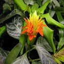Aphelandra aurantiaca