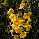 Dendrobium lindleyi