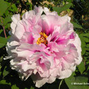 Paeonia ´Baronne d´Alés´