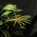 Cirrhopetalum makoyanum