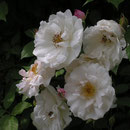 Rosa arvensis `venusta Pendula´