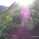Einzigartige Pflanzenwelt auf La Palma (Kanarische Inseln): Aeonium palmense